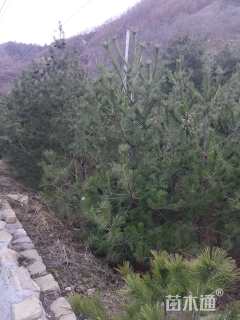 高度600厘米华山松