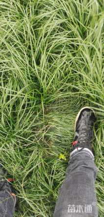 高度18厘米麦冬