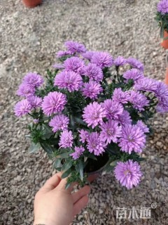 高度30厘米翠菊