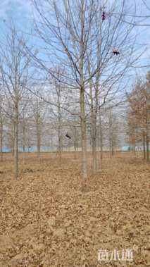 12公分北美红栎