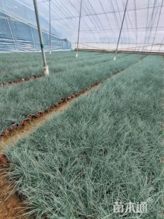 容器苗蓝羊茅