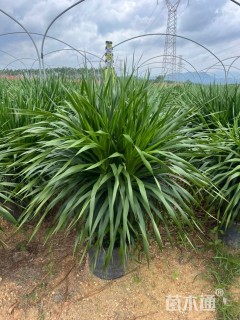 高度100厘米龙血树