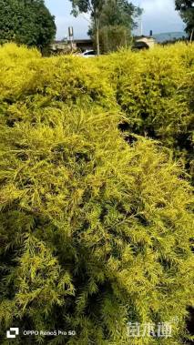 冠幅100厘米千层金球