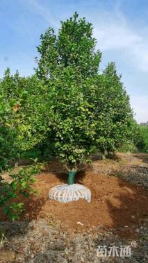 高度350厘米茶花