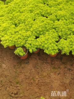 高度10厘米佛甲草