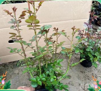 高度55厘米丰花月季