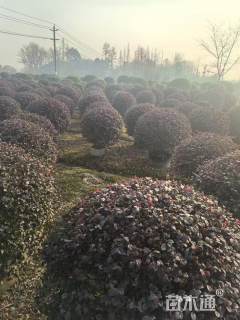 冠幅100厘米红继木球