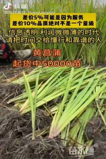 高度30厘米黄菖蒲