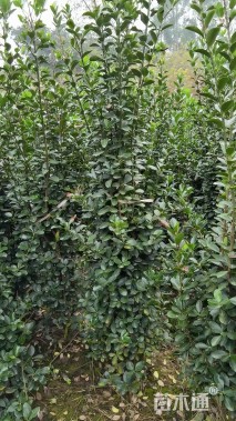 高度150厘米大叶黄杨柱