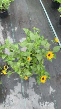 高度40厘米向日葵