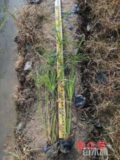 高度40厘米旱伞草