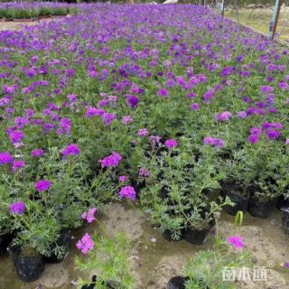 高度40厘米细叶美女樱