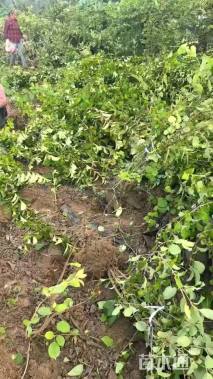 高度80厘米绣球荚蒾