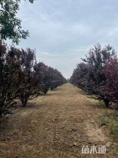 高度400厘米丛生紫叶李