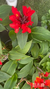 高度20厘米美人蕉