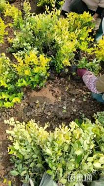 高度50厘米金森女贞