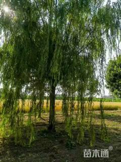 23公分嫁接垂柳