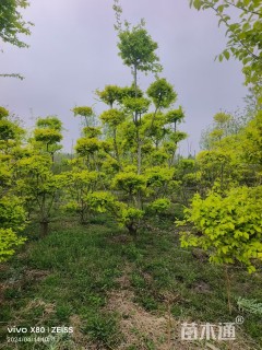 4公分造型金叶榆