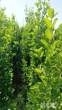 高度300厘米北海道黄杨
