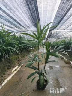 裸干高70厘米小叶棕竹