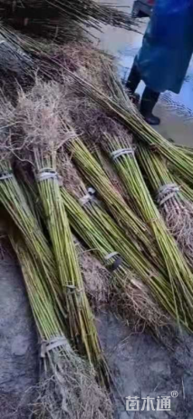 高度100厘米马褂木小苗