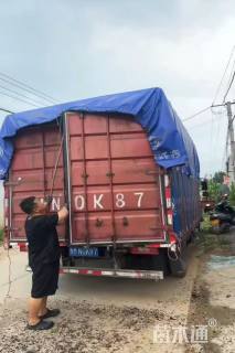 高度60厘米瓜子黄杨