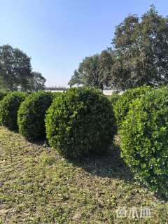 冠幅150厘米大叶黄杨球