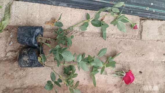 高度30厘米大花月季