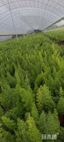 高度20厘米狐尾天门冬