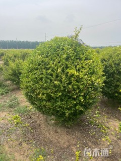 冠幅150厘米金叶女贞球