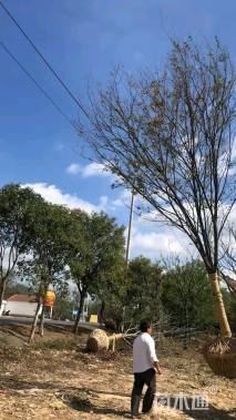 15公分榉树