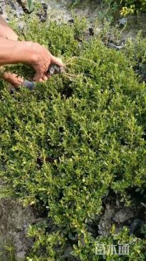 高度20厘米六月雪