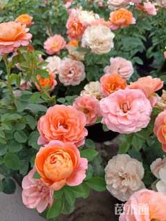 高度30厘米欧洲月季