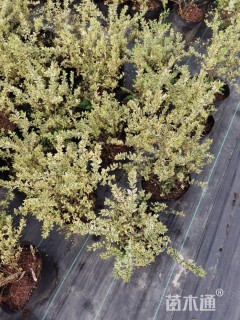 高度30厘米花叶香桃木