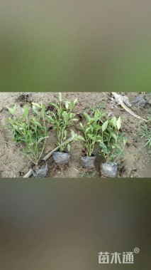 高度50厘米大叶栀子