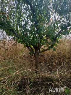 高度300厘米李子树
