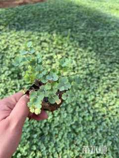 高度20厘米耧斗菜