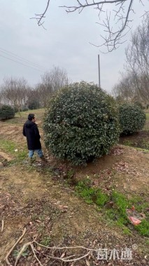 冠幅150厘米金森女贞球