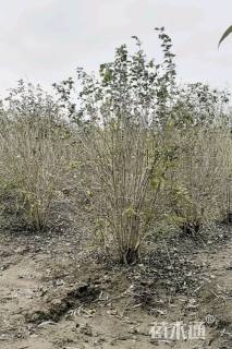 高度250厘米丛生木槿