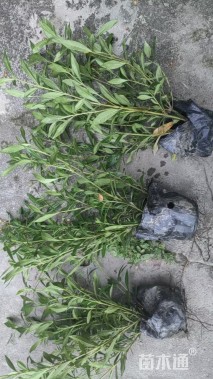 高度20厘米小叶栀子