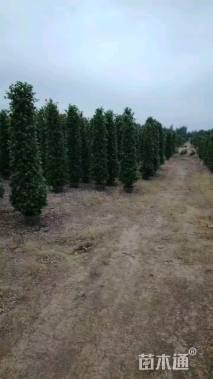 高度150厘米火山榕