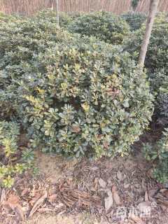 冠幅150厘米海桐球