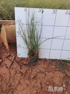 高度30厘米小兔子狼尾草