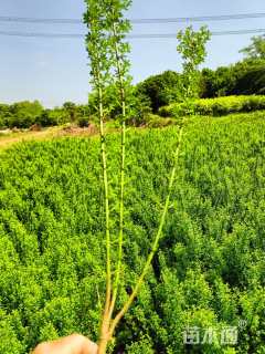 高度40厘米迎春花