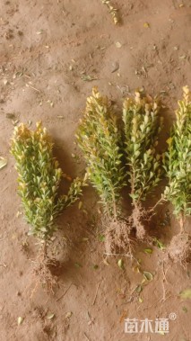 高度30厘米瓜子黄杨