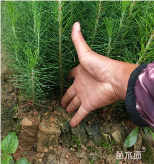 高度25厘米湿地松小苗