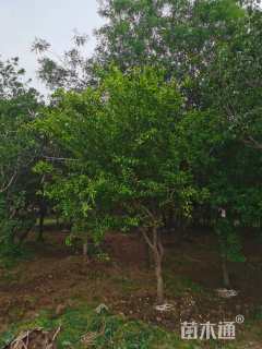 12公分桃树