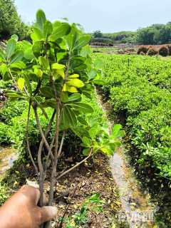 高度35厘米海桐