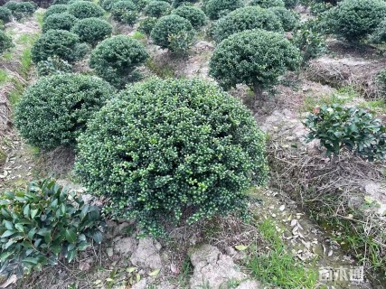 冠幅100厘米龟甲冬青球