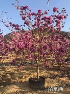 14公分紫花风铃木
